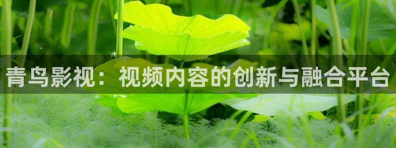 裸眼3d环幕轨道影院：青鸟影视：视频内容的创新与融合平台