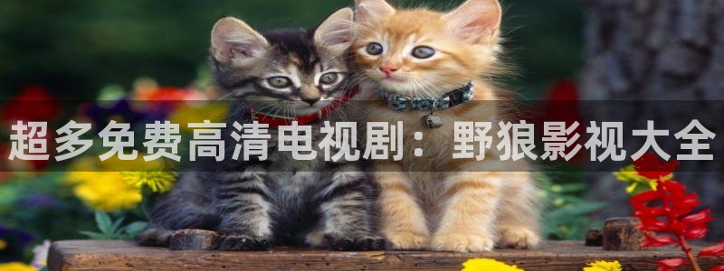 7d轨道影院：超多免费高清电视剧：野狼影视大全